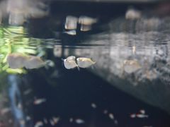 -新加坡海洋生态馆