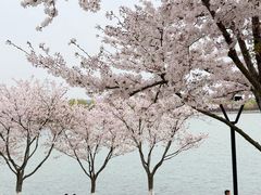 -羊山湖公园