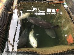-蓝湾碧波·老字号·疍家非遗海上餐厅