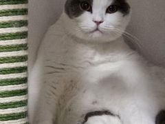 -猫大福·Fortune Cat猫舍(百子湾店)