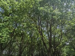 -嘉北郊野公园