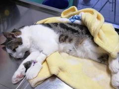 -高德24h动物医院