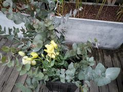 -汉艺唐风茶艺培训(联发华美空间店)