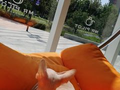-飞行喵MR PILOT|猫舍·猫咖(静安大融城店)
