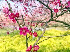 景点-上海海湾国家森林公园