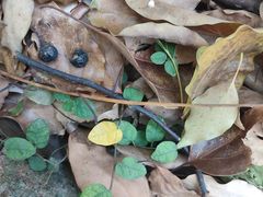 -上海佘山国家森林公园天马山园