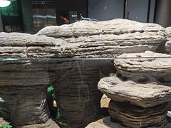 -帕帕拉兹宠物(亚洲旗舰店)