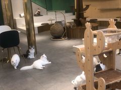 -飞行喵MR PILOT|猫舍·猫咖(静安大融城店)