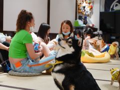 -逗柴咖啡屋·狗咖猫咖宠物桌游