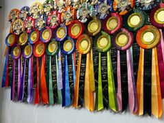 -青奢宠物·青奢猫舍