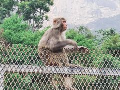 -云台山风景名胜区