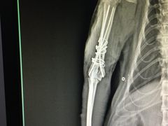 -睿金宠物医院·CT·肿瘤·骨外科
