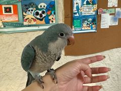 -吉丁鸟咖·异宠·寄养