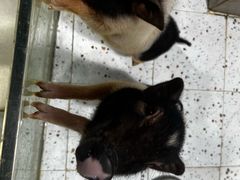 -上海大自然野生昆虫馆(东方明珠·爬宠昆虫探索中心)
