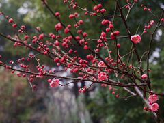 -上海吴淞炮台湾国家湿地公园