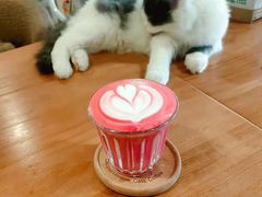 -Cappucimeow猫咪咖啡馆(韦伯时代店)