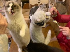-猫色咖啡·猫咖