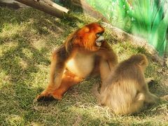 -西安秦岭野生动物园