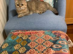 -宠爱国际动物医院· 猫科· 外科·中兽医(长白店)