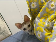 -山宅一喵德文卷毛猫舍