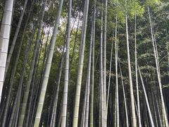 -杭州植物园