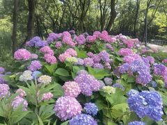 -西湖风景区-江洋畈生态公园