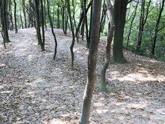 -火炉山森林公园