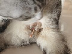 -瑞鹏宠物医院·骨科·猫科·内科(第一中心)