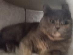 -创凡宠物医院·骨专科  猫科中心(西乡分院)