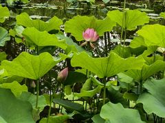 -陈家山荷花公园