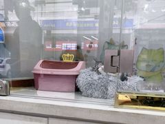 -糯米喵星人总部直营旗舰店·猫舍·幼猫出售