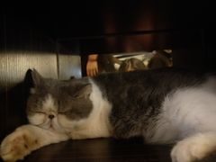 -more than meow吴止猫主题餐厅(承德 中船汇店)