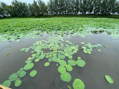 -白渔泡湿地公园