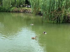 -青枫公园