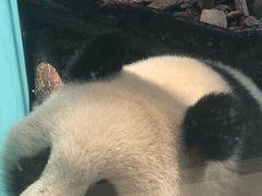 -辛玛王国游乐园