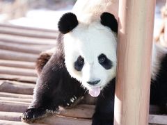 -栾川竹海野生动物园