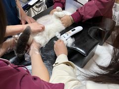 -瑞派康怡24h宠物医院·犬猫医疗中心·微创绝育(瑞景分院)