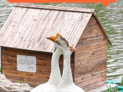 -金陵中学(河西分校)