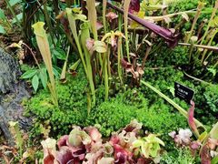 -昆明植物园