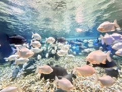 -海合安成都极地海洋公园