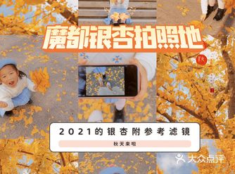 秋天来了，银杏黄了 魔都银杏必打卡点 「凯迪拉克
