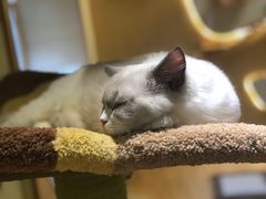 -猫和宫(六道口店)