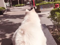 -芭比堂动物医院·24小时·眼科中心(深圳中心)