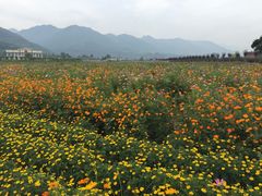 -曲江薰衣草庄园