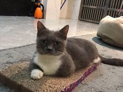 -猫爷宠物生活馆·撸猫馆
