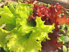 -甜心庄园·甜心草莓采摘园(西青中北店)