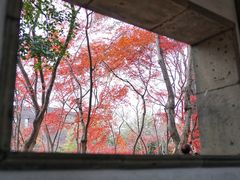 -秋霞圃
