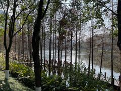 -重庆彩云湖湿地公园