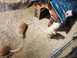 -酷嗒动物文化乐园(cutezoo西溪乐天城店)