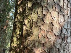 -天目山大树王景区